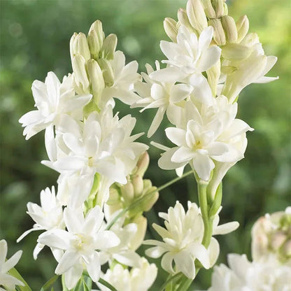 Petalizy™ Tuberose Rajnigandha Seeds (Pack of 2)